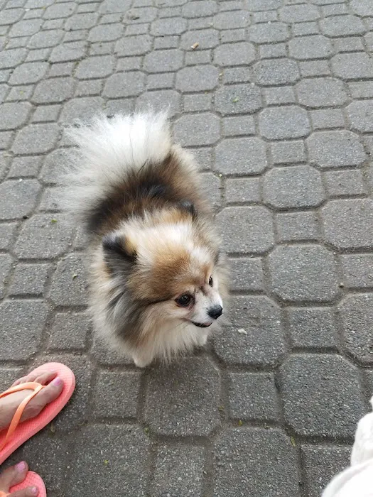 Peter Detmold Dog Run Picture 4