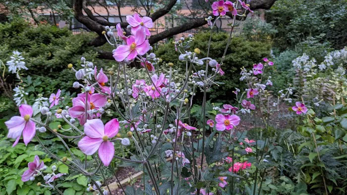 Lotus Garden Picture 5
