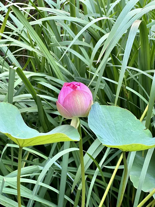 Lotus Garden Picture 1
