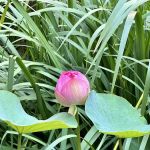 Lotus Garden