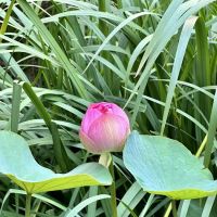 Lotus Garden ico