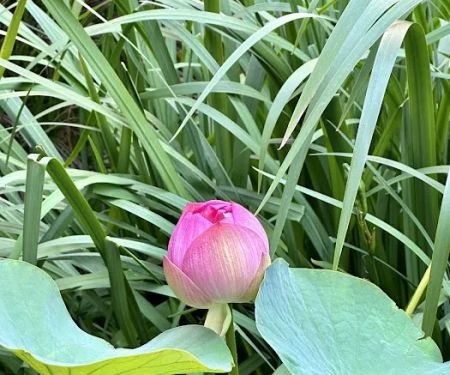 Lotus Garden