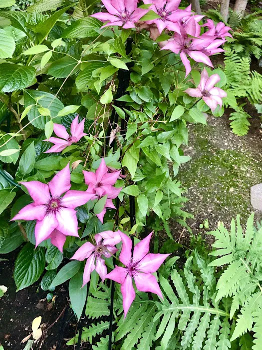 Lotus Garden Picture 3