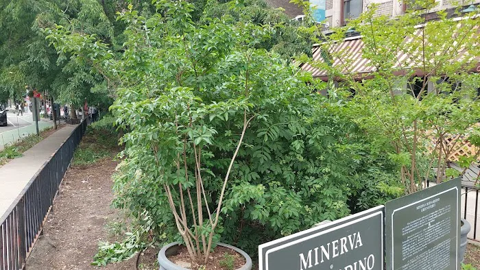 Minerva Bernardino Greenstreet Picture 4