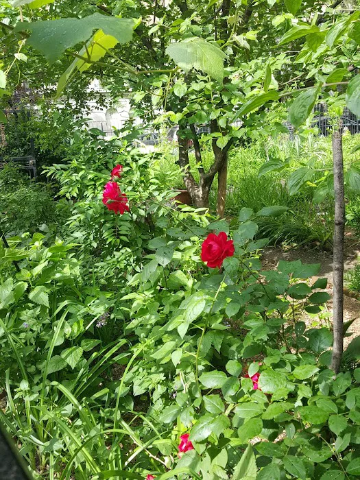 Amsterdam Garden Picture 3