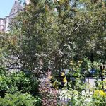 Amsterdam Garden