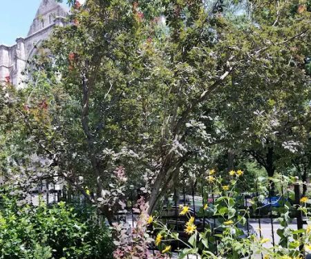 Amsterdam Garden