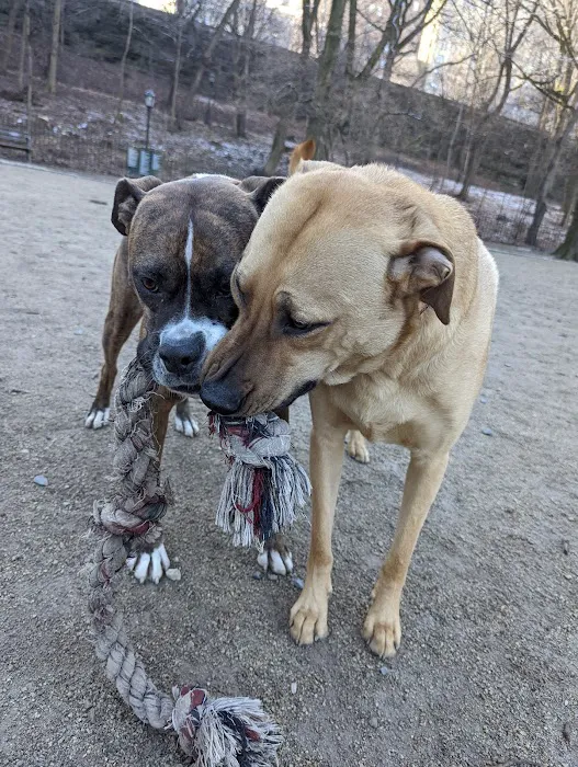 105th Street Dog Run Picture 3