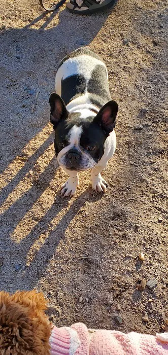 105th Street Dog Run Picture 6