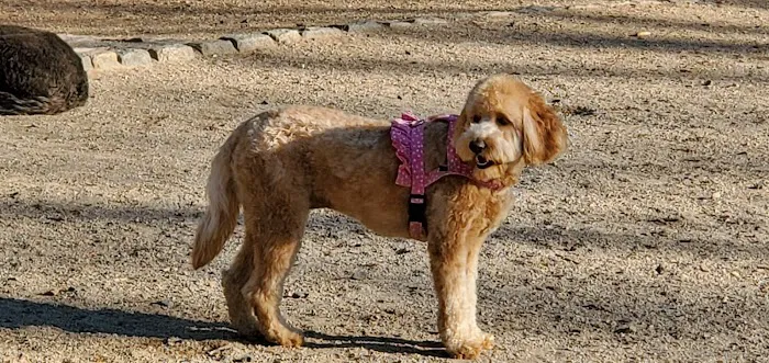 105th Street Dog Run Picture 7