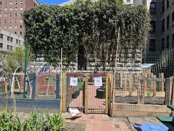 Columbia Secondary School Community Garden Picture 4