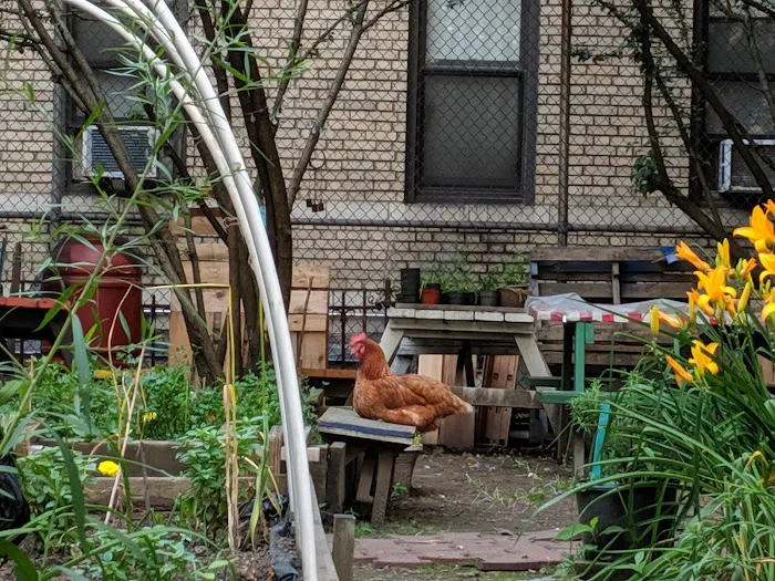 Columbia Secondary School Community Garden Picture 9