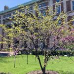 Kent Lawn