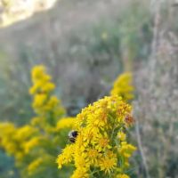 West 23rd Street Community Garden ico