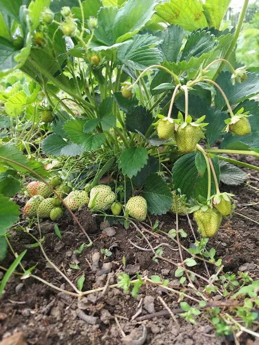 West 23rd Street Community Garden Picture 8