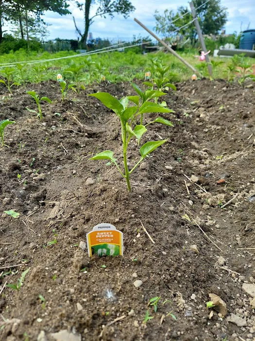 West 23rd Street Community Garden Picture 5