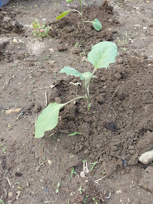 West 23rd Street Community Garden Picture 7