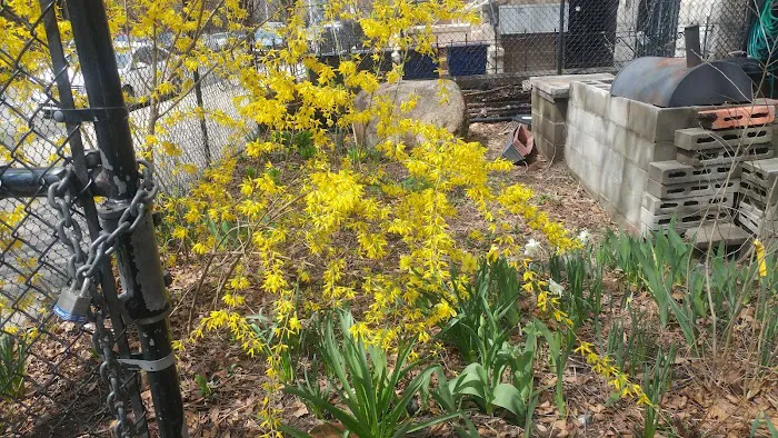 Walt L. Shamel Community Garden Picture 1