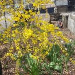 Walt L. Shamel Community Garden