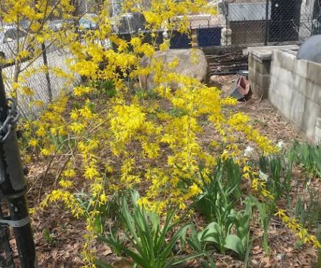 Walt L. Shamel Community Garden