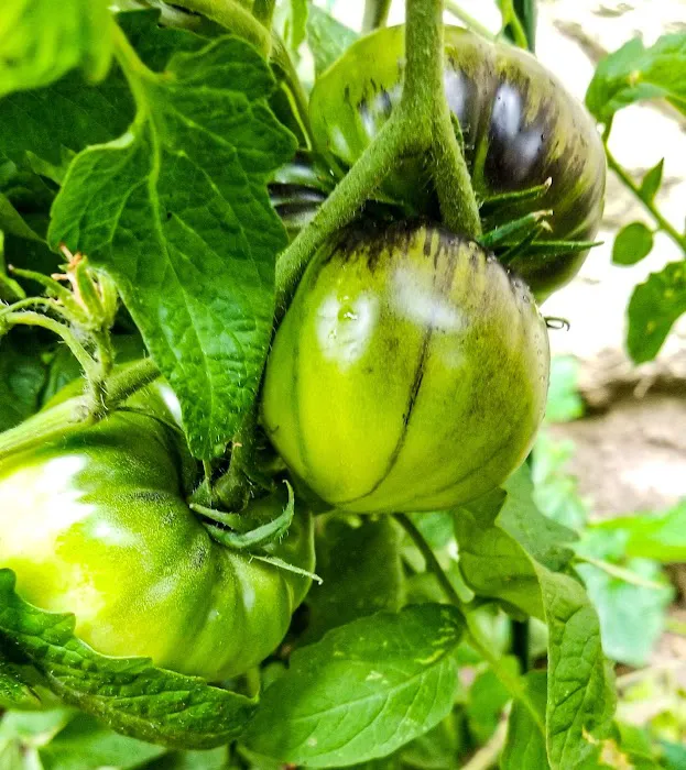 United Herkimer Garden Club Picture 7