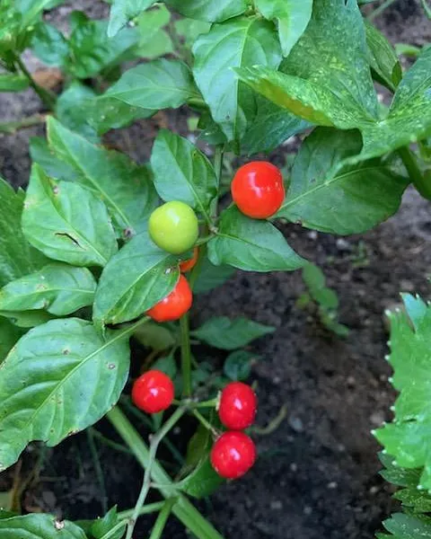 United Herkimer Garden Club Picture 2