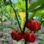 United Herkimer Garden Club