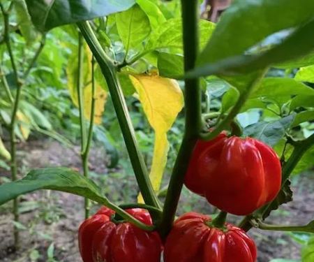United Herkimer Garden Club