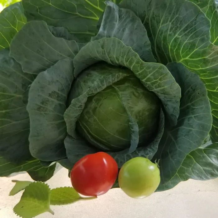 United Herkimer Garden Club Picture 4