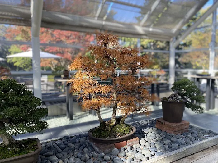 Steinhardt Conservatory Picture 10