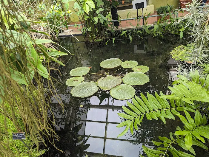 Steinhardt Conservatory Picture 9