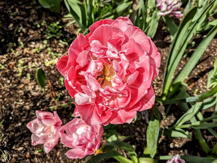 Fragrance Garden Alice Recknagel Ireys Picture 2