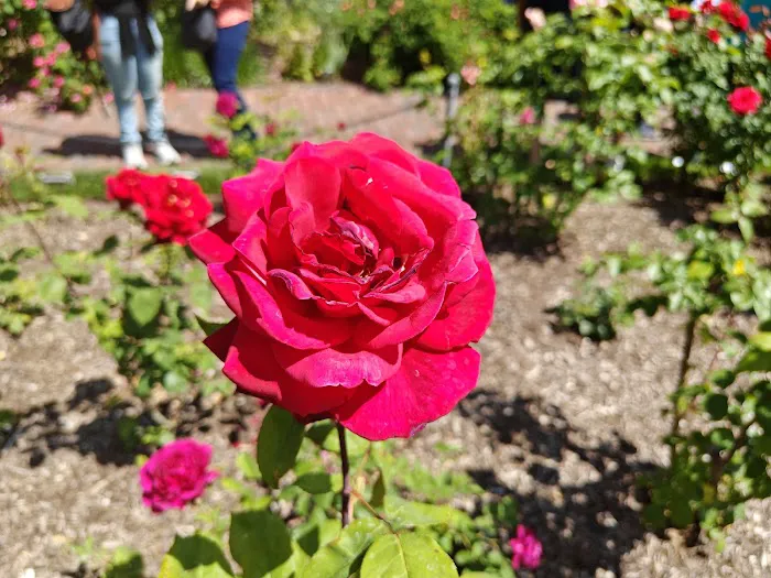 Fragrance Garden Alice Recknagel Ireys Picture 6