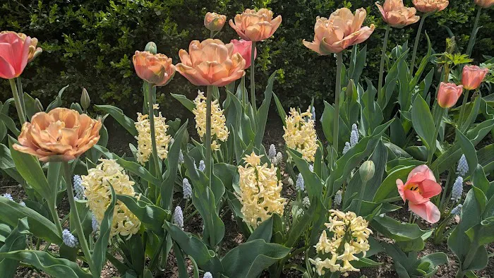 Fragrance Garden Alice Recknagel Ireys Picture 7