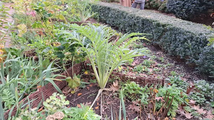 Shakespeare Garden, BBG Picture 5