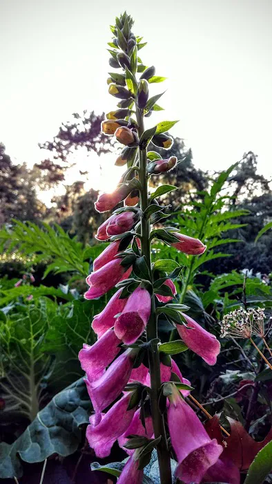 Shakespeare Garden, BBG Picture 6