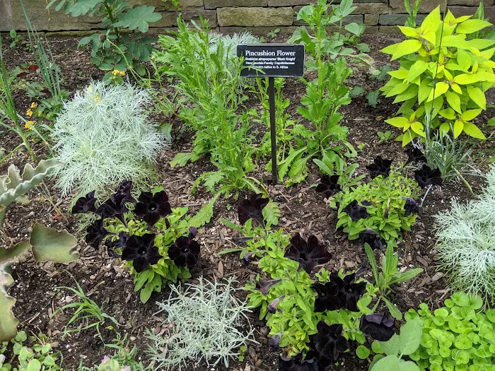 Shakespeare Garden, BBG Picture 10