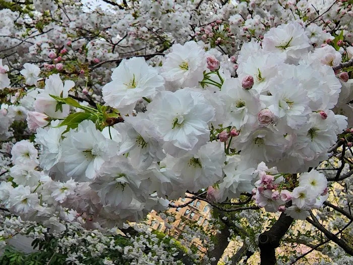 Japanese Hill-and-Pond Garden Picture 3