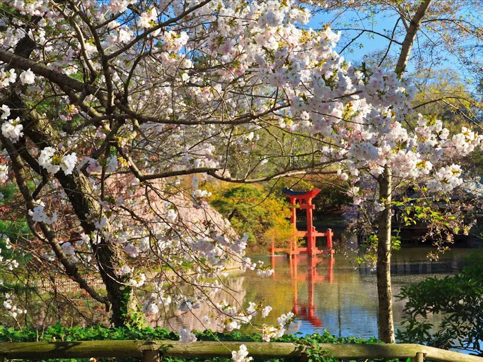 Brooklyn Botanic Garden Picture 3
