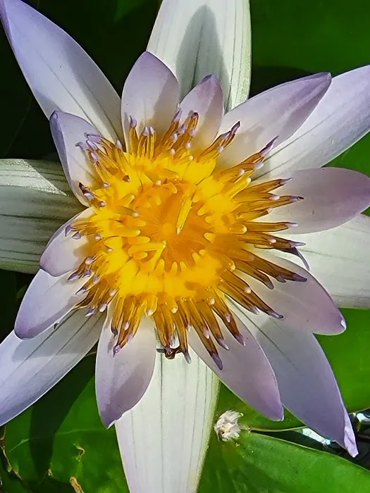 Brooklyn Botanic Garden Picture 4