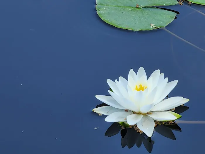 Brooklyn Botanic Garden Picture 8