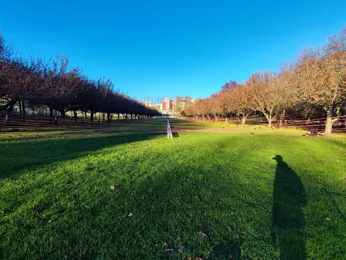 Cherry Esplanade Picture 2