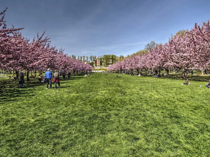 Cherry Esplanade Picture 1