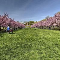 Cherry Esplanade ico