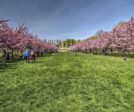 Cherry Esplanade