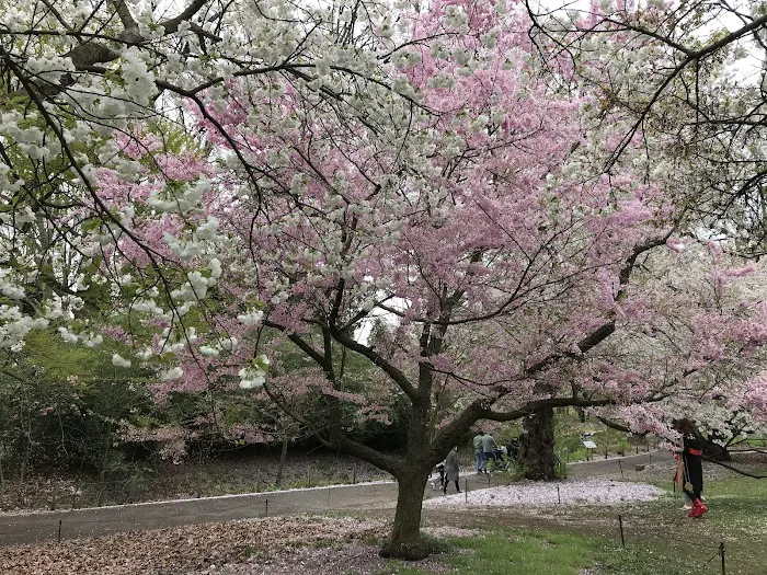 Cherry Esplanade Picture 4
