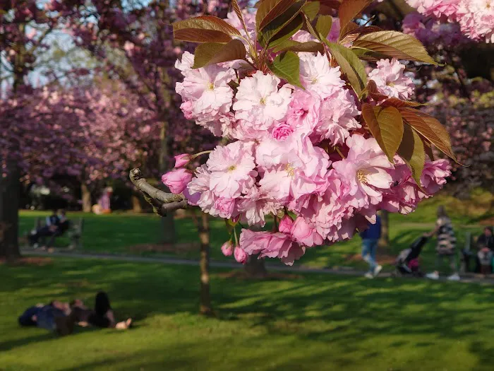 Cherry Esplanade Picture 8