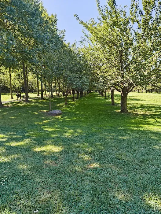 Cherry Esplanade Picture 6