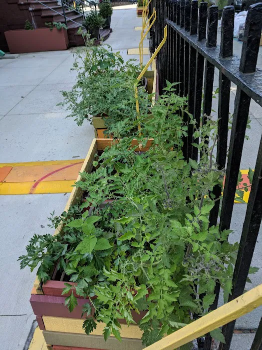 P.S. 39 Edible Community Garden Picture 2