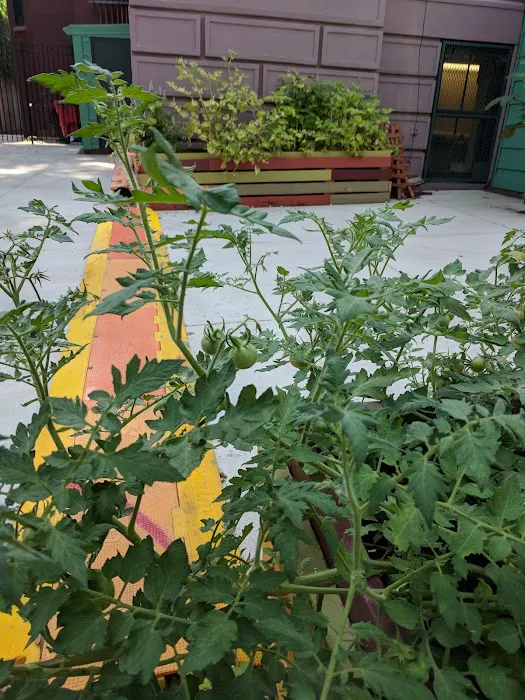 P.S. 39 Edible Community Garden Picture 5